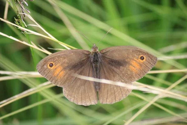 İnek gözü bir kelebeğin çimen yaprağının üzerinde otururken... — Stok fotoğraf
