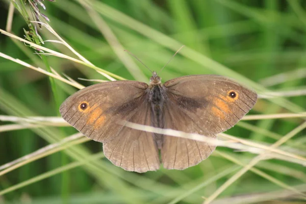 Close-up of a cow-eye butterfly sitting on a leaf of grass with — Stock Photo, Image