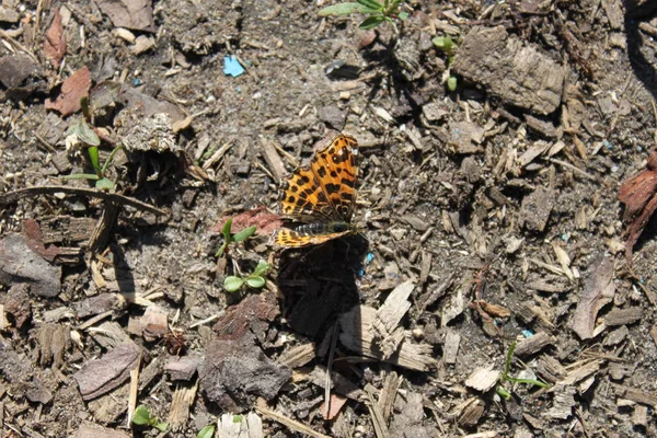 Nahaufnahme eines Schmetterlings, der auf einem Waldgrundstück sitzt. — Stockfoto