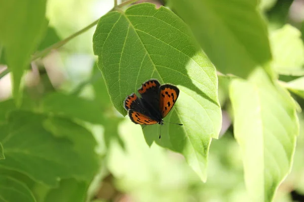 Рыжеволосая пятнистая бабочка, сидящая на листе дерева близко-у — стоковое фото