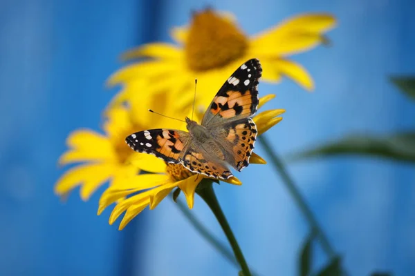 Бабочка лопух сидит на желтый цветок ромашки крупным планом . — стоковое фото