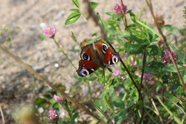 Павлин глаз бабочки со сложенными крыльями на деревянном бревне крупным планом — стоковое фото