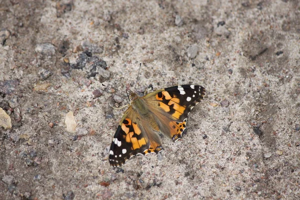 Butterfly burdock zit op de grond close-up. — Stockfoto