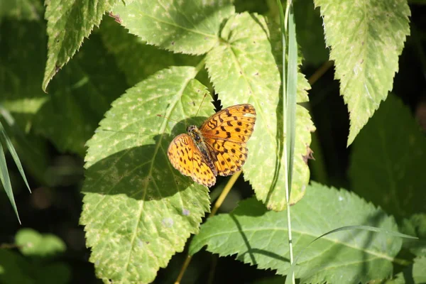 Framboesa de pérola de framboesa de borboleta sentada em uma folha de um arbusto — Fotografia de Stock