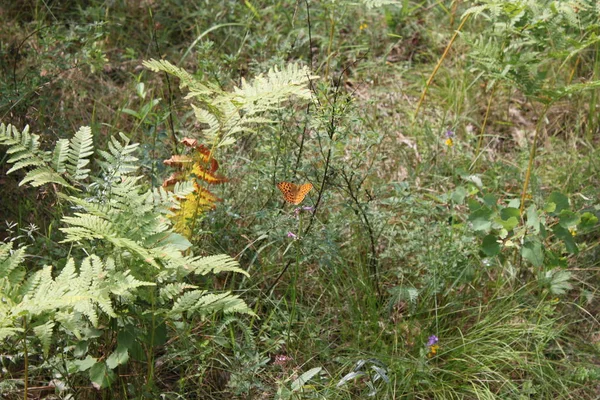 Gros plan nacre papillon assis sur l'herbe avec propagation w — Photo