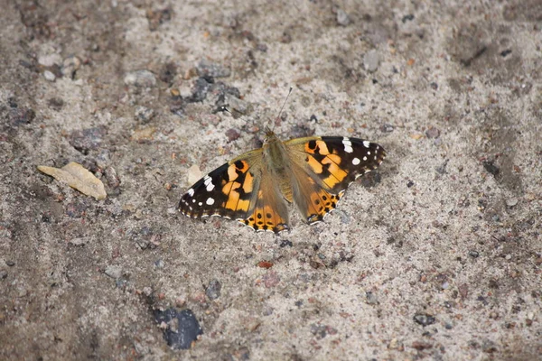 Butterfly burdock zit op de grond close-up. — Stockfoto