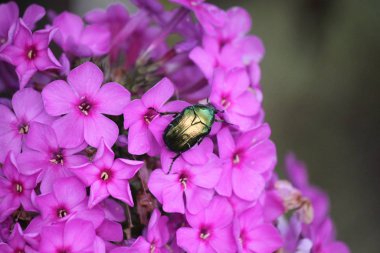 Altın bronz böcek paniklemiş fenox çiçeklerinin üzerinde oturuyor..