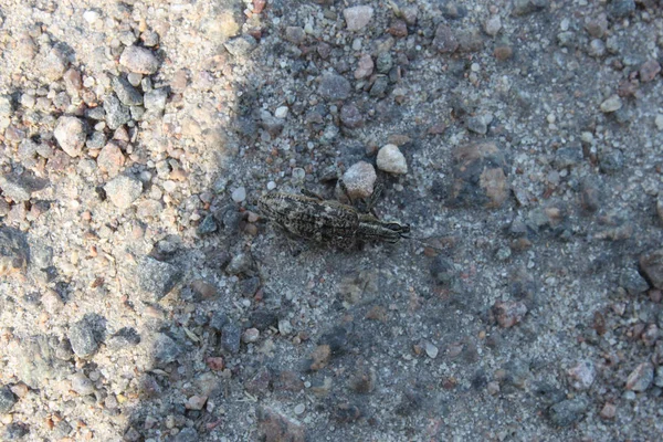 Kever weevil zitten op de stoep closeup. — Stockfoto