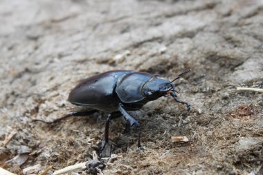 Bir kütüğün üzerinde oturan böcek (geyik böceği), yakın plan.
