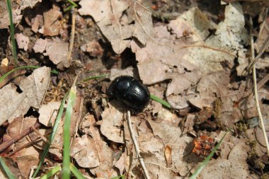 Ormanın derinliklerinde yerde oturan böcek (orman cücesi)-