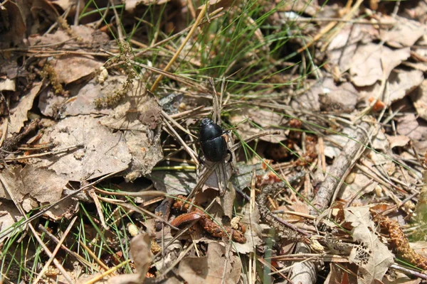 Käfer (Waldzwerg) auf dem Boden im Wald in der Nähe- — Stockfoto