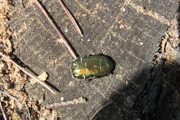 Beetle (golden bronze) sitting on a stump in the forest, close-u — Stock Photo, Image