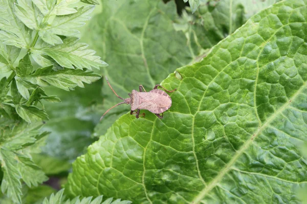 Käfer (Schildkäfer) sitzt auf einem Grasblatt, Nahaufnahme. — Stockfoto