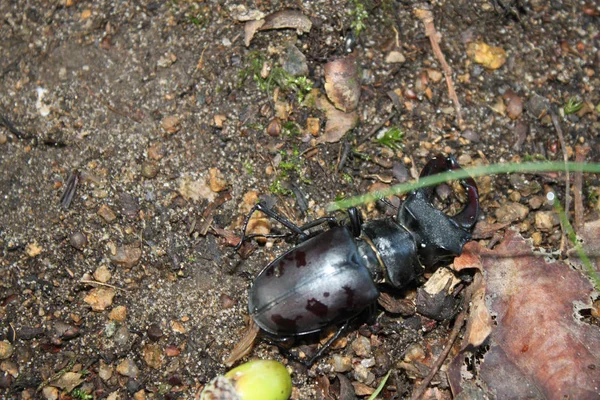 Bogár (szarvas bogár) ül a földön az erdőben, közel- — Stock Fotó