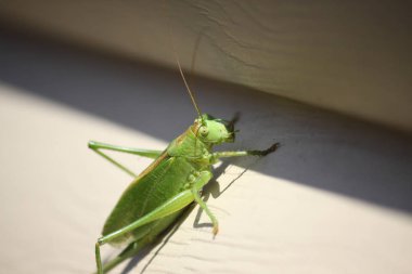 Yeşil, şarkı söyleyen çekirge evin duvarında oturuyor, clo