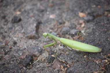 Yeşil peygamberdevesi yerde oturuyor, yakından..