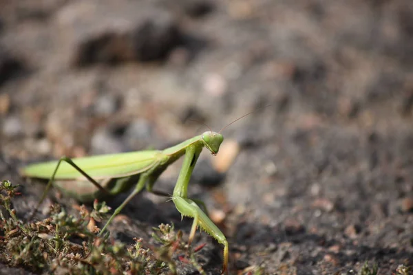 Green praying mantis sitting on the ground, closeup. — Stock Photo, Image