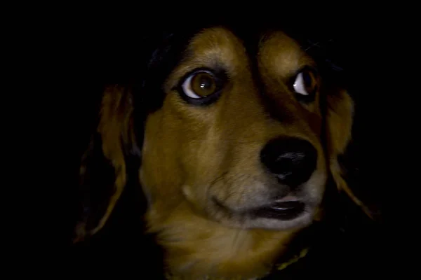 Bruine Honden Een Zwarte Achtergrond Portret — Stockfoto