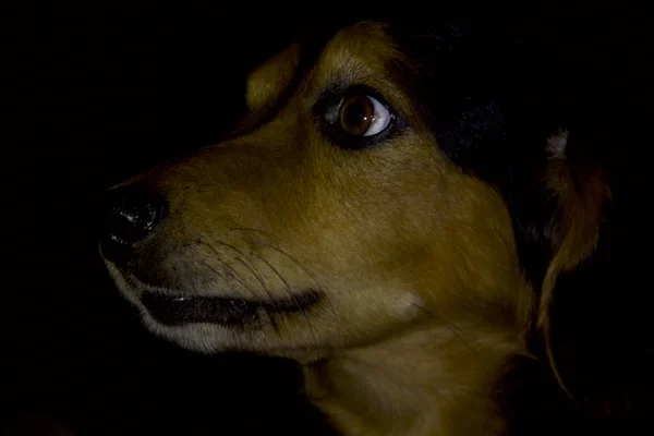 Коричневые Собаки Черном Фоне Портрет — стоковое фото