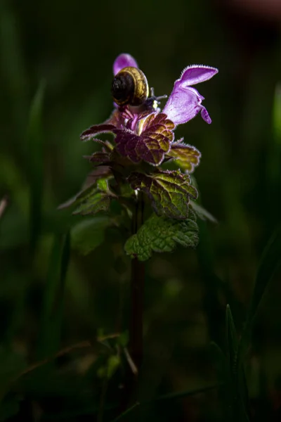 Pembe Çiçekte Küçük Bir Salyangoz — Stok fotoğraf