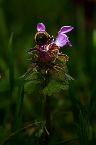 Pequeño Caracol Flor Rosa — Foto de Stock