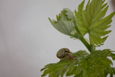 Yeşil üzüm yaprağında sürünen küçük salyangoz.