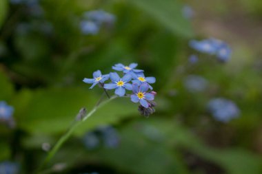 Yeşil bokeh ile tek başına küçük mavi bir çiçek