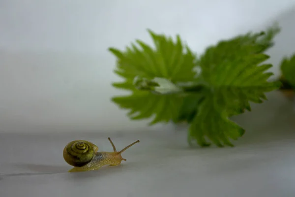 Маленькие Улитки Ползают Зеленом Виноградном Листе — стоковое фото