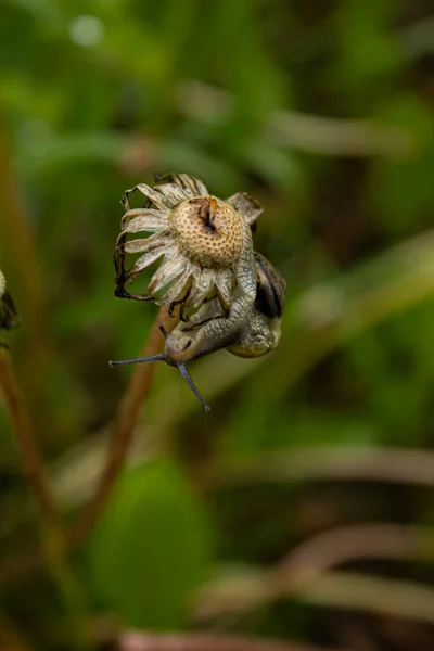 Egy Kis Csiga Mászik Virág Pitypang Tetején — Stock Fotó