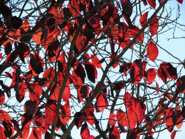 Ljusa höstlöv röda — Stockfoto