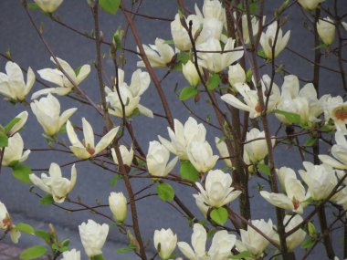 Beyaz manolya çiçekleri