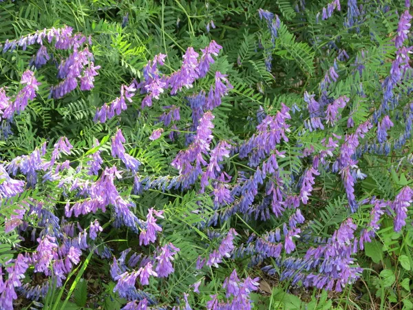 Kıllı, mor çiçekler