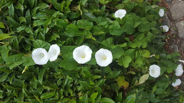 Yosun mu, sabah zaferi mi?