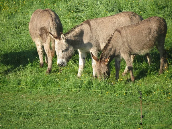 Tres burros pastando — Foto de Stock