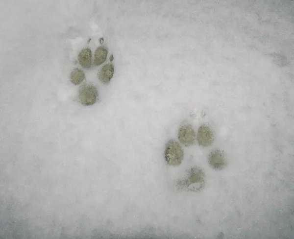 Paw prints in sneeuw — Stockfoto