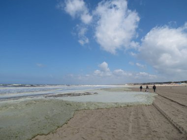 Kuzey deniz köpüğü