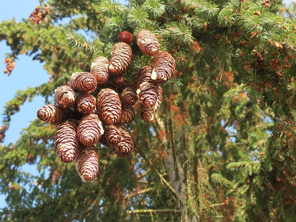 Конуси дерев ялиці — стокове фото
