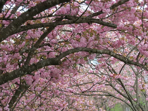 Flores de cereja sakura — Fotografia de Stock