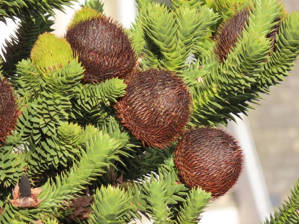 Cones Araucaria fechar — Fotografia de Stock