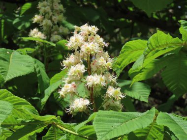At kestanesi çiçek