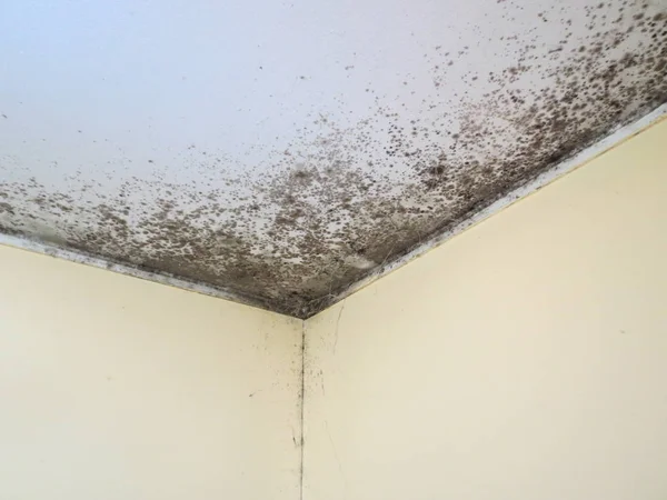 Black mold fungus — Stock Photo, Image