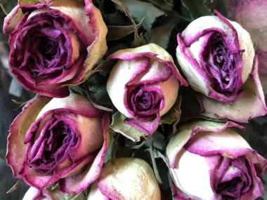 El işi için kuru güller.