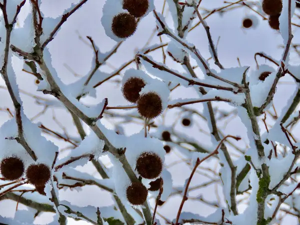 Platane couvert de neige — Photo