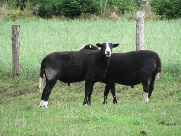 Zwartbles繁殖绵羊 — 图库照片