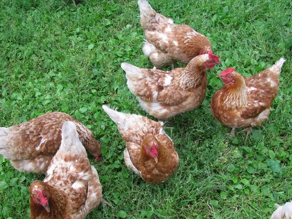 Kahverengi yumurtlayan tavuklar