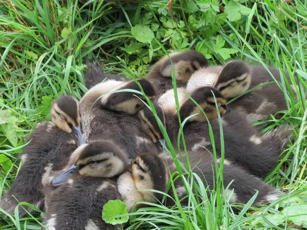 Canetons colverts dans le nid — Photo