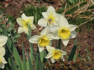 Ormandaki yabani nergisler