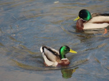 erkek yeşilbaş ördekler