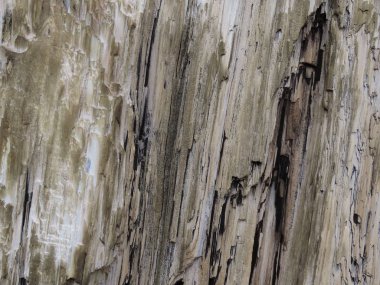 Quasisequoia couttisiae ağaç gövdesi