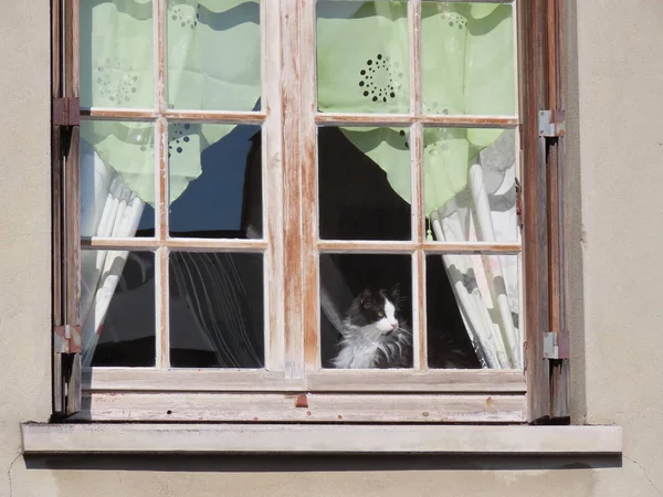 Kočka v okně — Stock fotografie